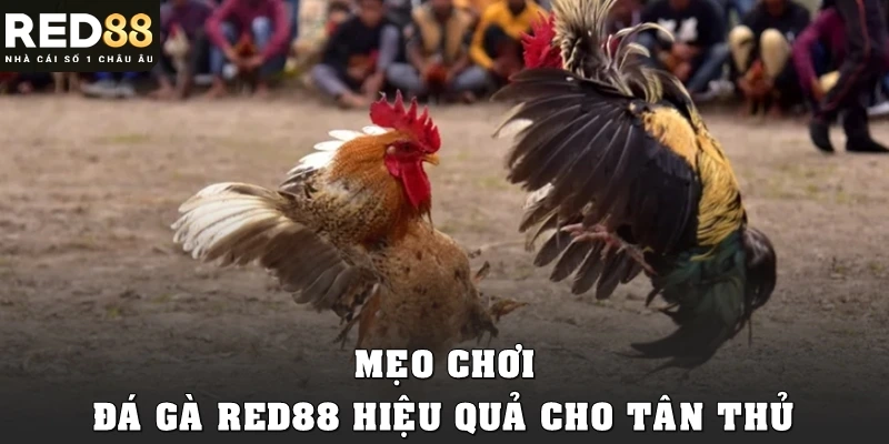 Mẹo chơi đá gà Red88 hiệu quả cho tân thủ