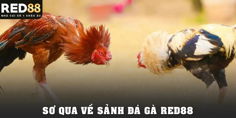 Sơ qua về sảnh đá gà Red88